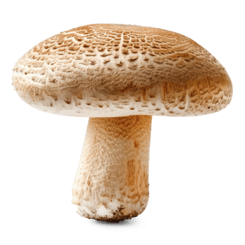 a mushroom is shown on a transparent background png
