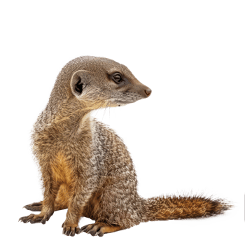 a meerkat is sitting on a transparent background png