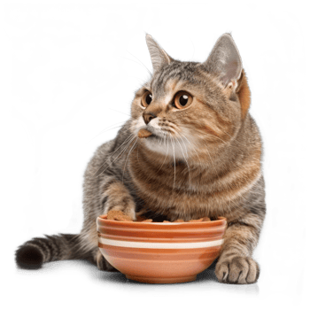 Cat holding food bowl with his mouth, full body isolate on white background png