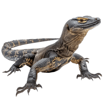 an image of a monitor lizard on a transparent background png