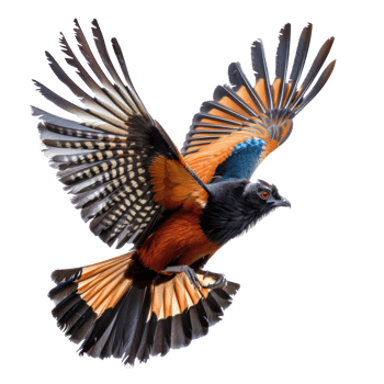 Greater coucal bird fly full body isolate on white background png