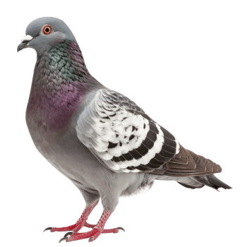 Pigeon side view full body isolate on white background, png