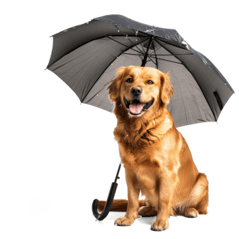 Smiling dog sitting while holding umbrella, full body isolate on white background, png