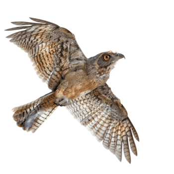 Potoo bird fly full body isolate on white background png