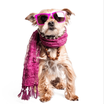 Fashion female dog wearing scarf and necklace with sunglasses, full body standing isolate on transparency background png
