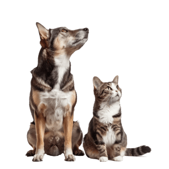 Attentive Dog and Cat Looking Up in Same Direction, standing full body isolate on white background png