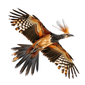 Hoatzin bird fly full body isolate on transparency background, png