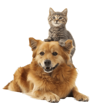 Smiling Small cat sitting on the dog, full body isolate on white background png