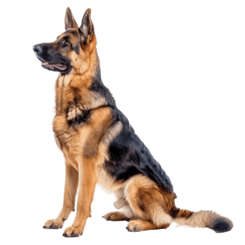 German Shepherds side view full body isolate on white background, png