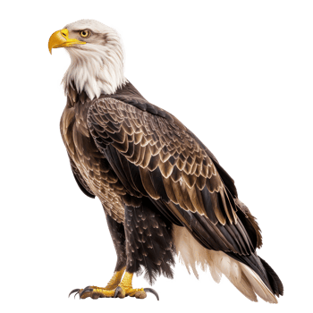 bald eagle standing on transparency background png