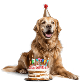 Dog wearing birthday cap with birthday cake, full body standing isolate on transparency background, png