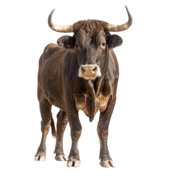 a brown bull is standing in front of a transparency background png