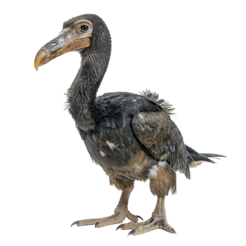 Dodo bird front view full body isolate on transparency background png
