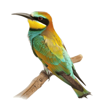 Bee-eater bird side view full body isolate on transparency background png