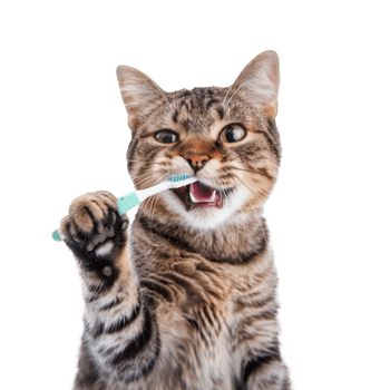 Cat holding toothbrush with his mouth isolate on transparency background png