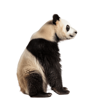 a panda bear sitting on a white background png
