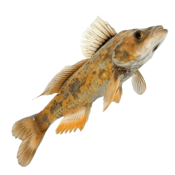 a fish with a yellow and black body on a transparent background png