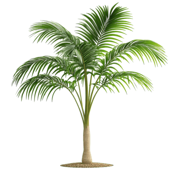 Young Palm Tree in a Tropical Setting on transparent background png