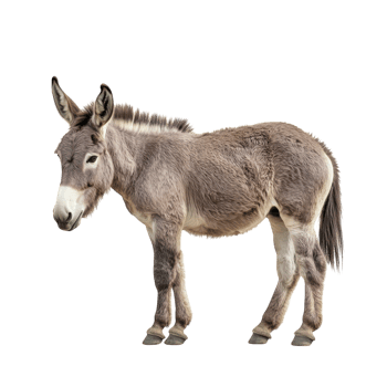 Donkey Standing Isolated on a White Background for Commercial Use on transparent background. png