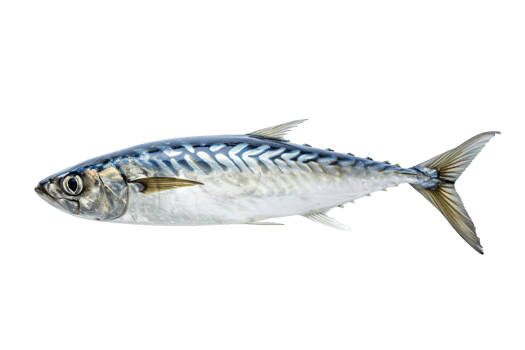 Fresh Pacific Mackerel Seafood Fish Ocean Marine Life Aquatic Animal Raw Healthy Diet Food Cooking png