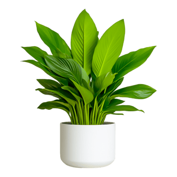 Lush Green Indoor Plant in Modern White Pot for Home Decor png