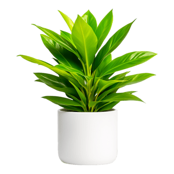 Lush Green Indoor Plant in Minimalist White Pot png