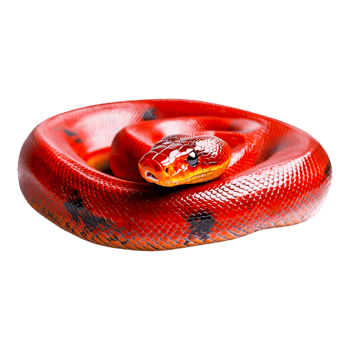 Vibrant Red Snake Coiled in Intricate Patterns png