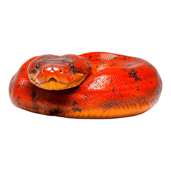Vibrant Red Snake Resting on a Surface with Glossy Texture png