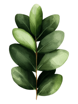 Watercolor Illustration of a Green Leaf png