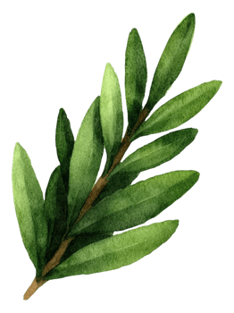 Watercolor Olive Branch Illustration png