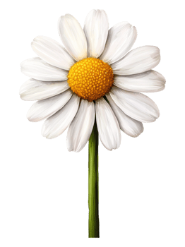 Detailed Close-up of a White Daisy Flower with Yellow Center png