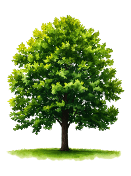 Lush Green Tree with Vibrant Leaves in Natural Setting png