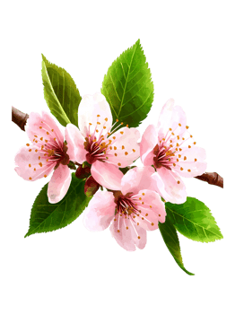Beautiful Pink Cherry Blossom Flowers with Fresh Green Leaves png