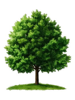 Lush Green Tree with Vibrant Foliage on a Sunny Day png