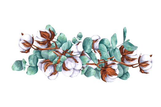 Eucalyptus branches and cotton bolls. Composition, Hand drawn watercolor isolated botanical illustration. For design, decor, typography and printing, souvenirs png