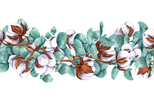 Eucalyptus branches and cotton bolls. Seamless border, pattern, Hand drawn watercolor isolated botanical illustration. For design, decor, typography and printing, souvenirs png