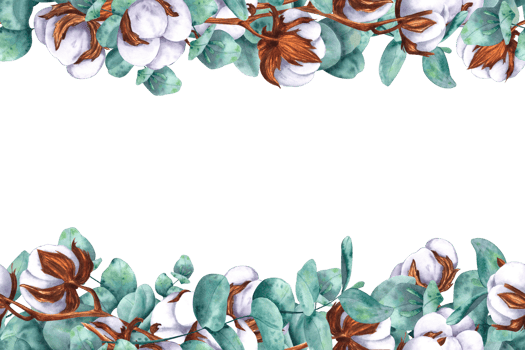 Eucalyptus branches and cotton bolls. Seamless frame, pattern. Hand drawn watercolor isolated botanical illustration. For design, decor, typography and printing, souvenirs png