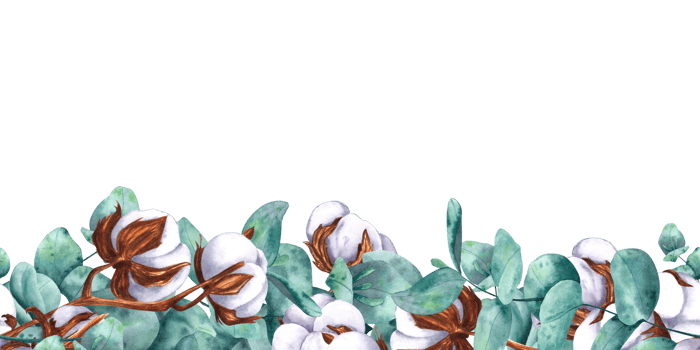 Eucalyptus branches and cotton bolls. Seamless border, pattern, frame. Hand drawn watercolor isolated botanical illustration. For design, decor, typography and printing, souvenirs png