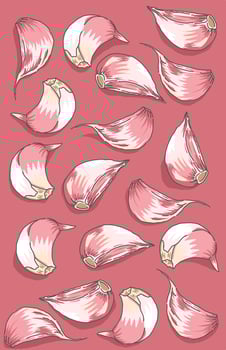 Beautiful Herbskitchen garlic with a red issolated on purple vector
