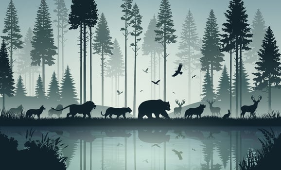 Wildlife Harmony in the Forest vector