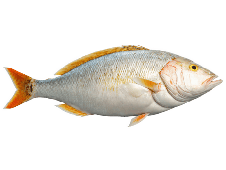 Snapper Whole - A whole fish, often roasted or grilled with seasonings. png