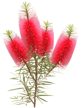 Australian Bottlebrush , Callistemon citrinus Known for its vibrant, brush-like flowers that resemble a bottlebrush, the Australian Bottlebrush is a striking png