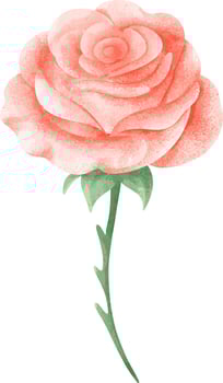 Cute Pink Rose for Design vector