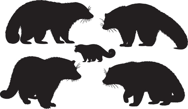 Black silhouettes of raccoons vector