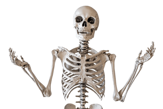A human skeleton raising its arms, suggesting confusion or questioning. Isolated on a transparent background. perfect for educational or medical purposes. png