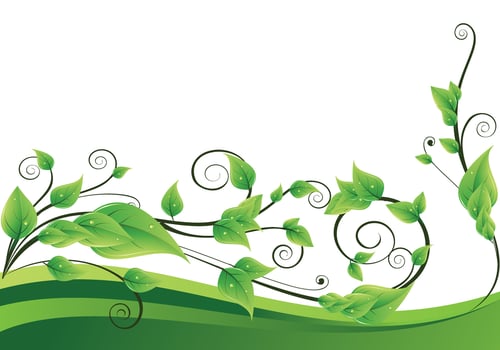 Decorative Green Vines with Leaves on White vector