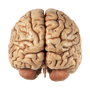 Realistic Human Brain On Transparent Background png