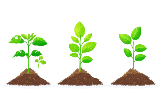 Illustration of three young plants in different growth stages, symbolizing the concept of growth and development in nature. png