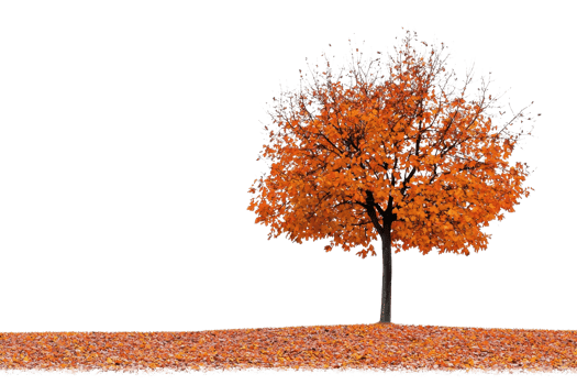 Solitary tree with vibrant orange autumn leaves, standing on an open ground covered in fallen leaves, against a clear background png