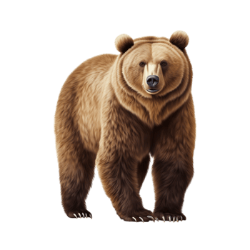 Powerful Brown Bear Standing for Wildlife and Nature Concepts png